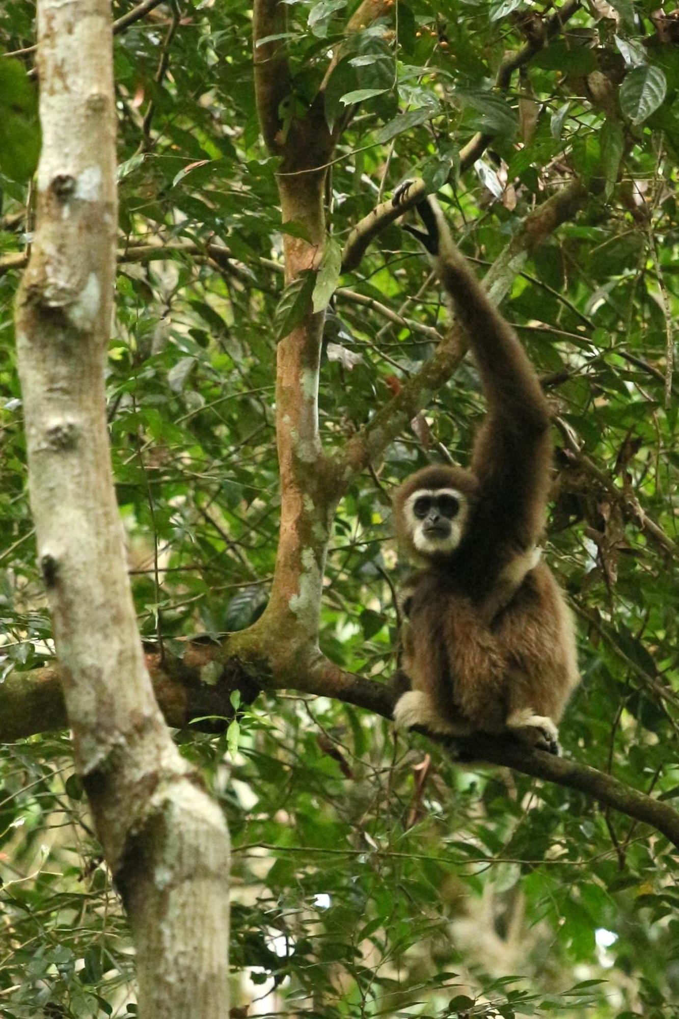 Magpie Homestay & Jungle Trekking Especially For Guest Trekking With Us Bukit Lawang Exterior photo