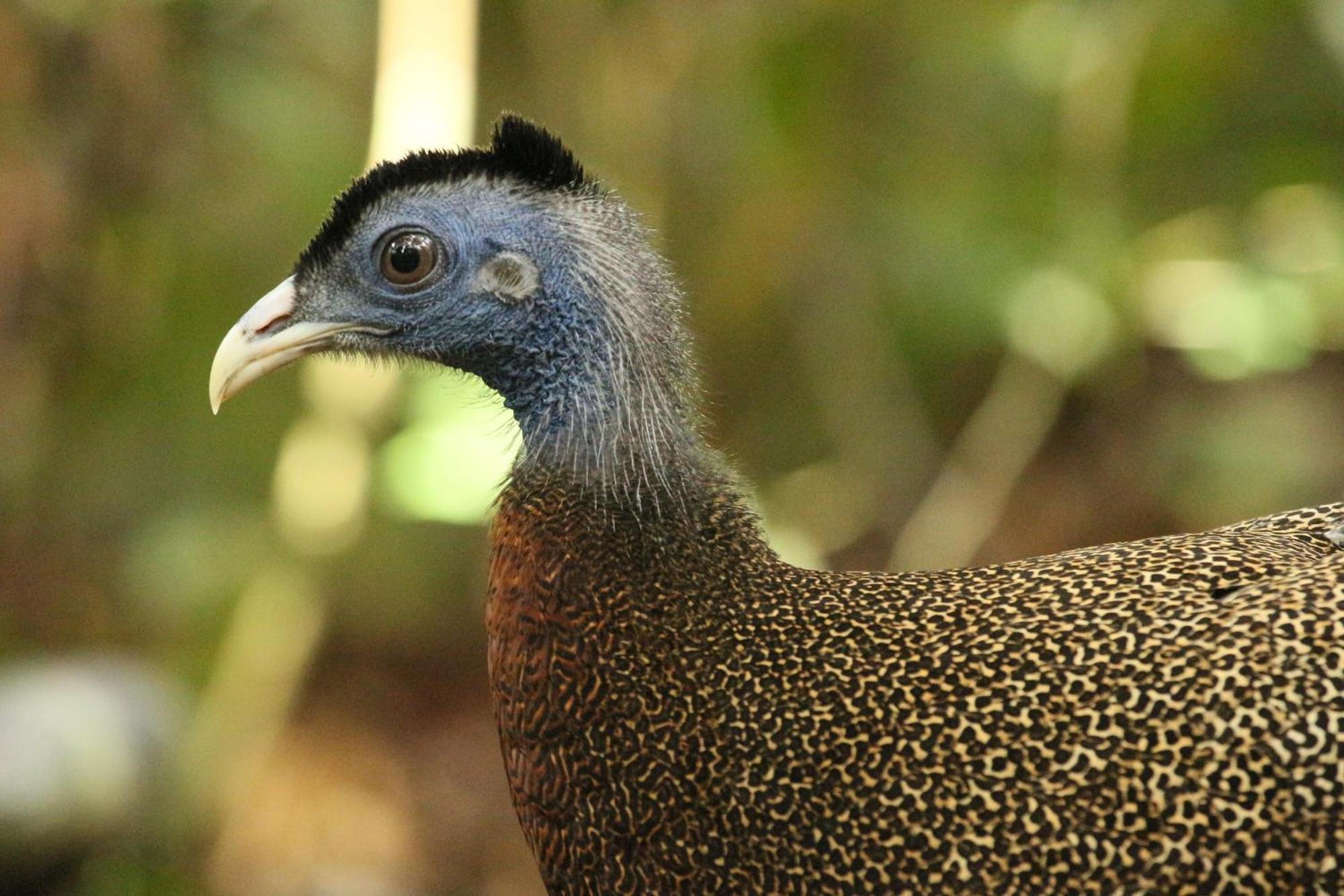 Magpie Homestay & Jungle Trekking Especially For Guest Trekking With Us Bukit Lawang Exterior photo