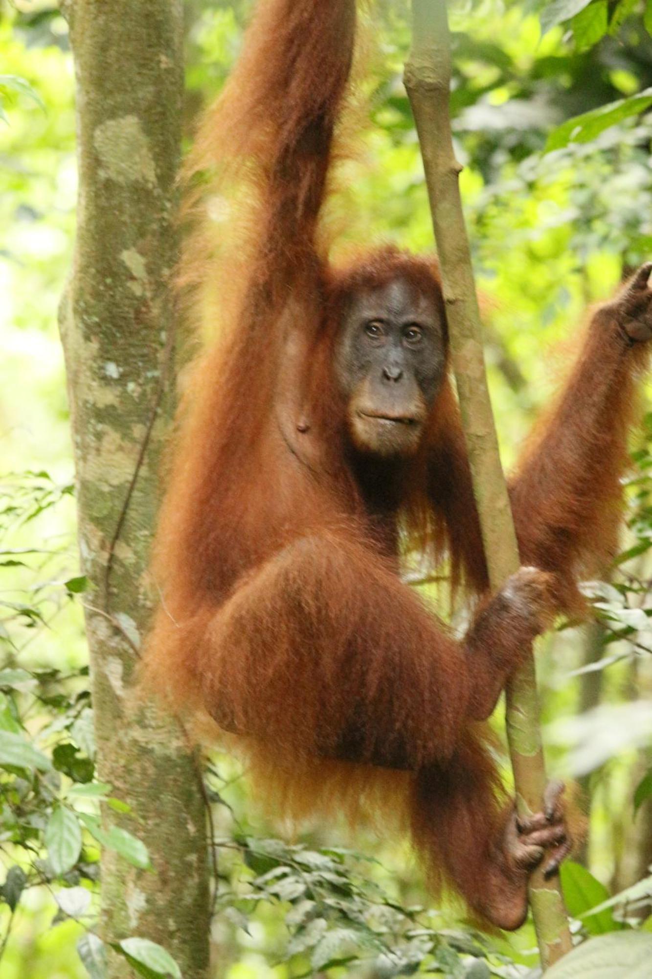 Magpie Homestay & Jungle Trekking Especially For Guest Trekking With Us Bukit Lawang Exterior photo