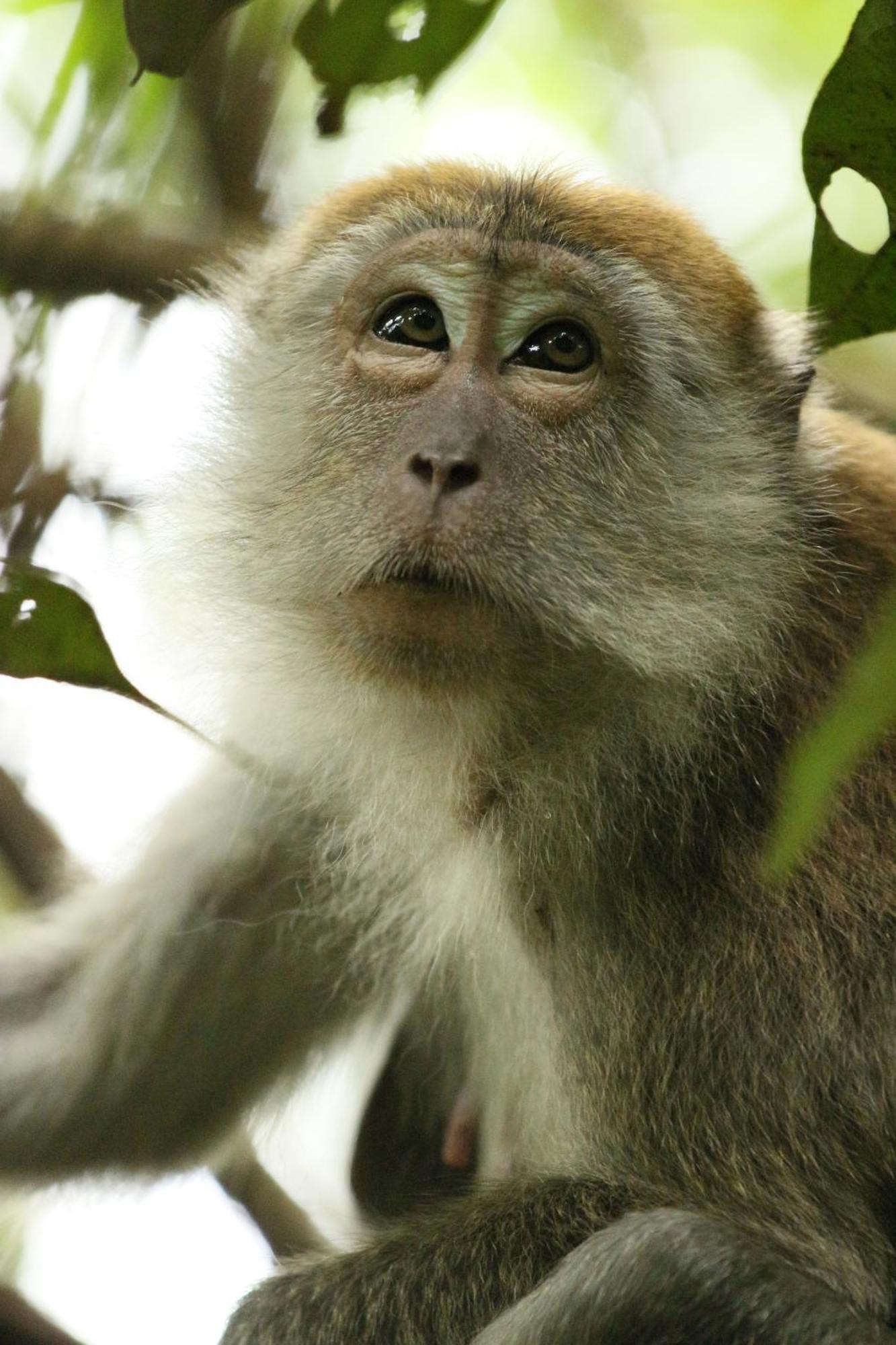 Magpie Homestay & Jungle Trekking Especially For Guest Trekking With Us Bukit Lawang Exterior photo