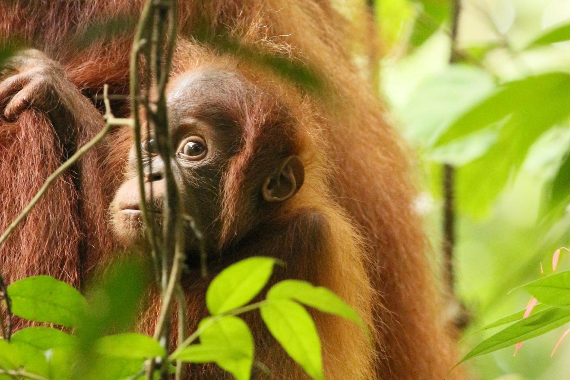 Magpie Homestay & Jungle Trekking Especially For Guest Trekking With Us Bukit Lawang Exterior photo