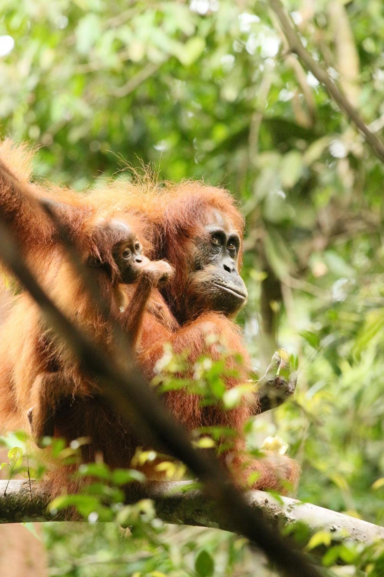 Magpie Homestay & Jungle Trekking Especially For Guest Trekking With Us Bukit Lawang Exterior photo